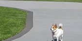 sc3 Dog